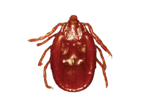 Tick insect PNG-51914